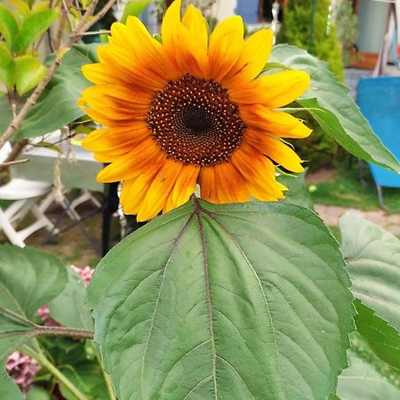 Un Deux Pieces Et Un Jardin A Вильжюиф Экстерьер фото