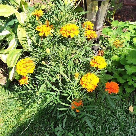 Un Deux Pieces Et Un Jardin A Вильжюиф Экстерьер фото